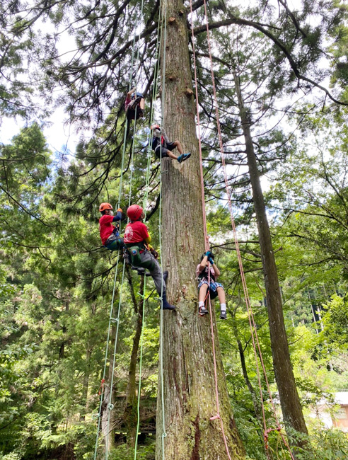 ツリークライミングの実施
