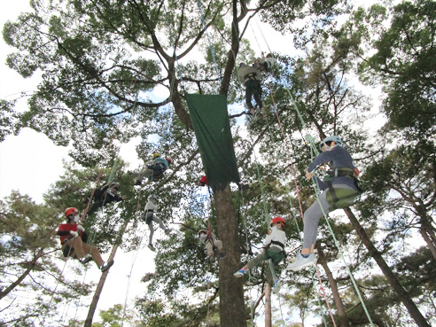 ツリークライミングの実施