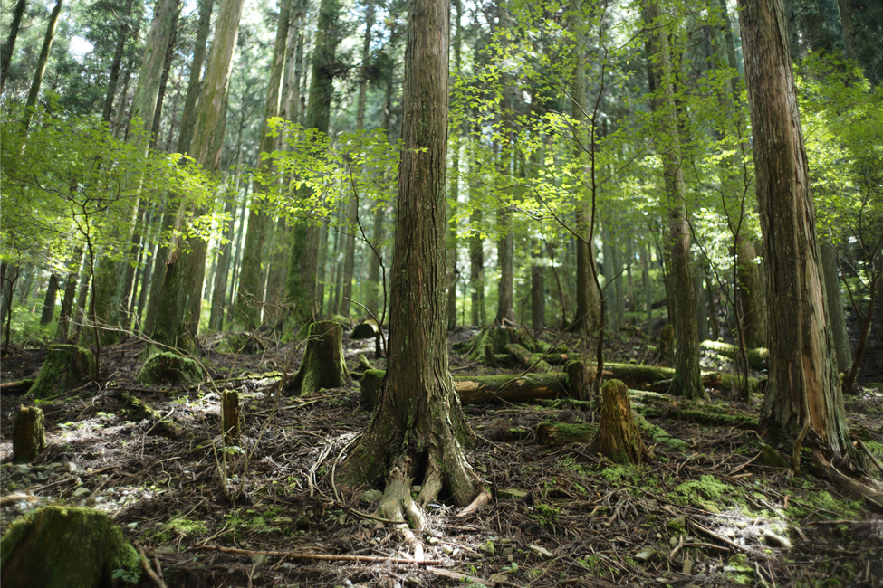 光が差し込む明るい林