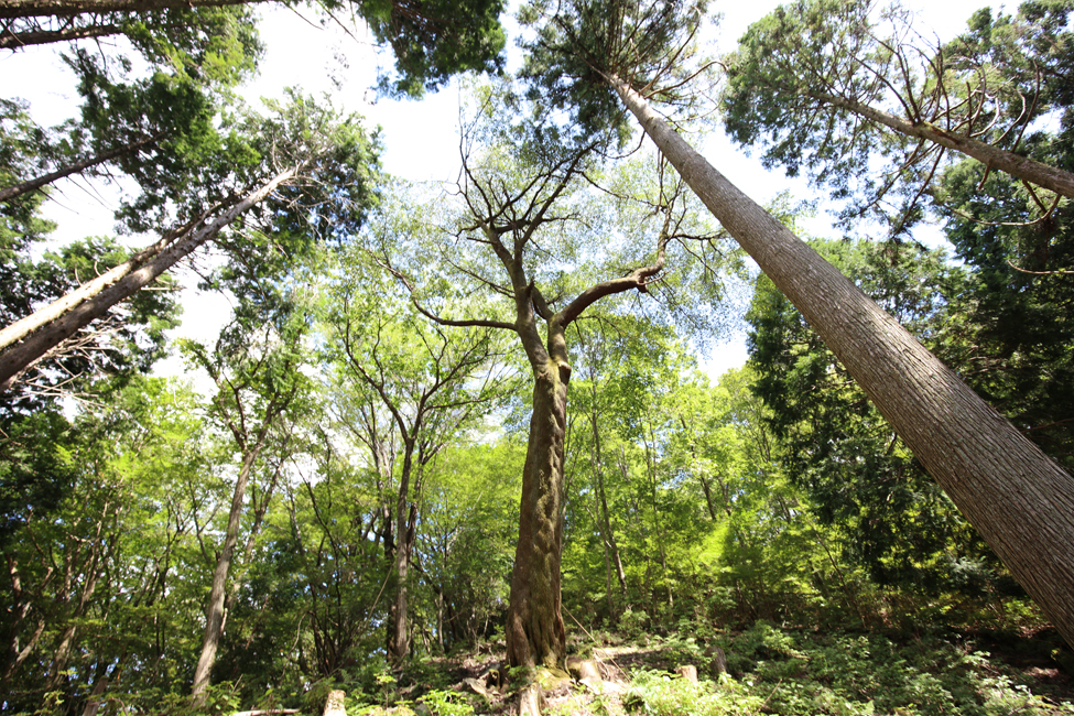広葉樹保護間伐を行なっている山桜