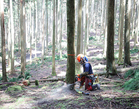村松さんの伐倒作業