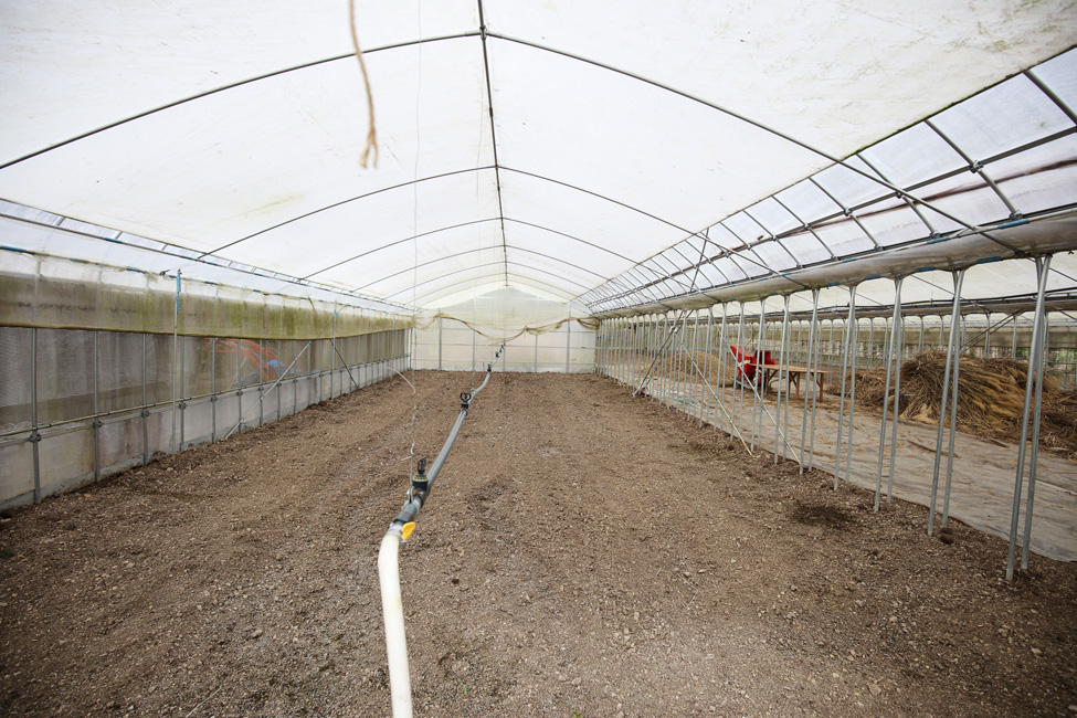 わさび栽培用のハウス