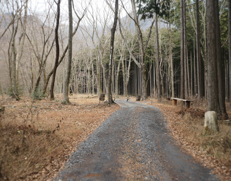散策路