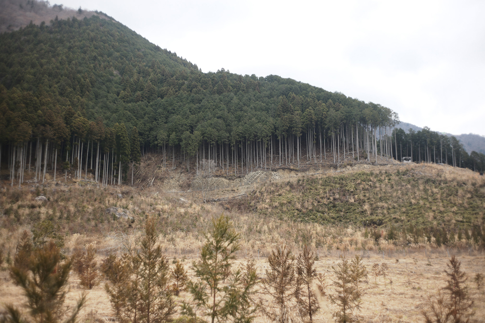 毛無山の森