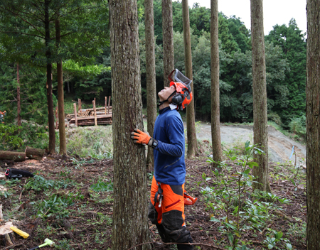 木を伐る前に全体をスキャンする