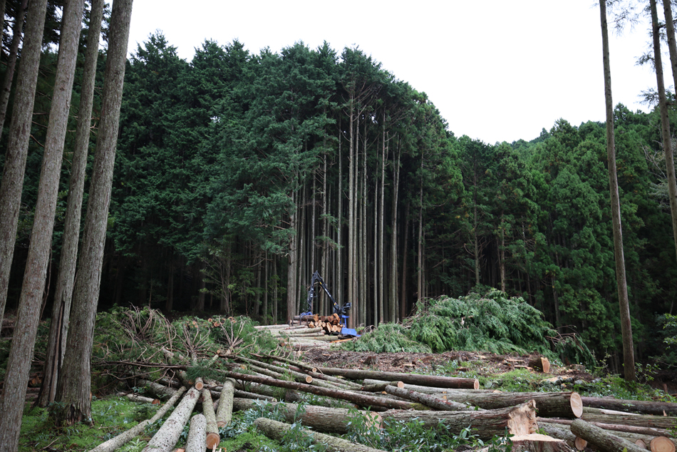 伊豆らしい林業を模索中