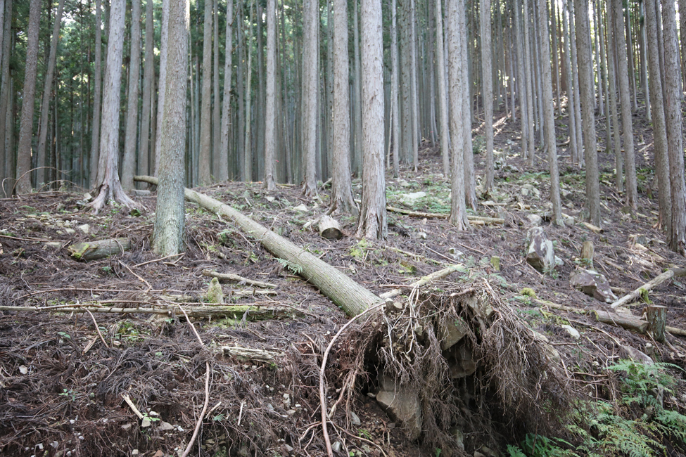 根こそぎ倒れてしまった木