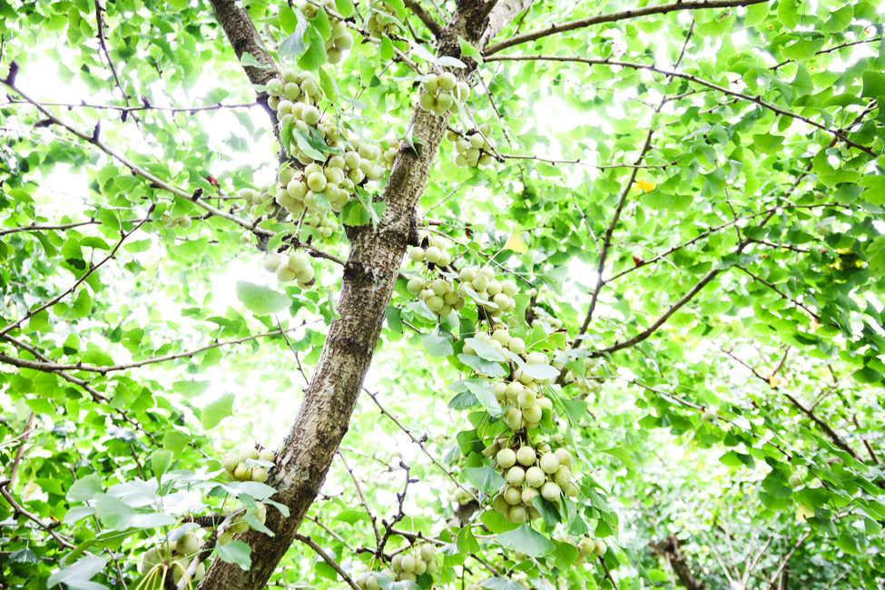 たわわに実ったギンナン