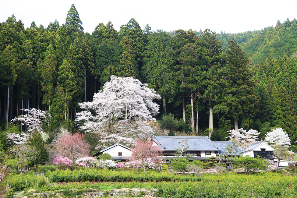 熊平家全景(春)