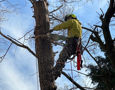 高所伐採の様子