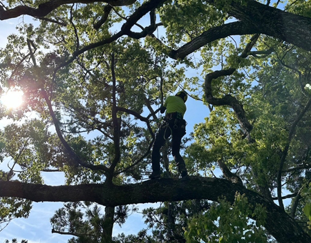 高所伐採の様子