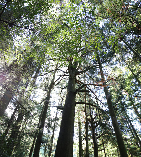 天に向かってそそり立つ年の杉