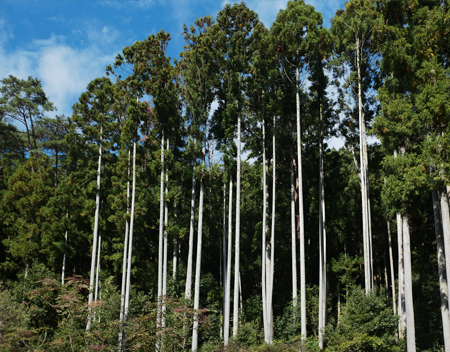 すらりと伸びる樹齢50年の杉林